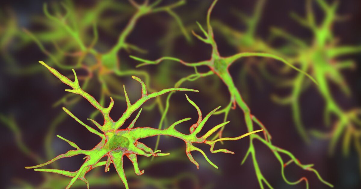 Anti-inflammatory brain cells activated by signals from gut bacteria