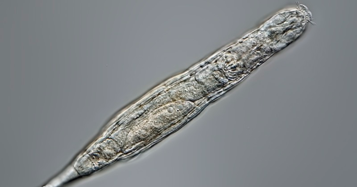 Weird "wheel animals" wriggle back to life after 24,000 years frozen