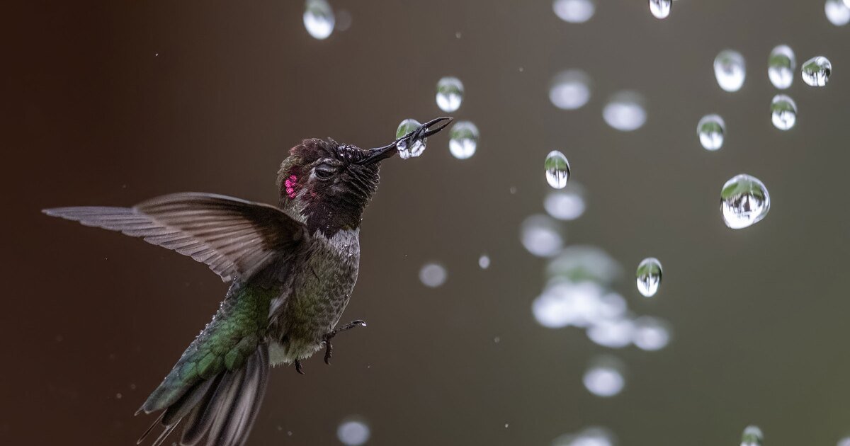 The best of the birds in the 2020 Audubon Photography Awards