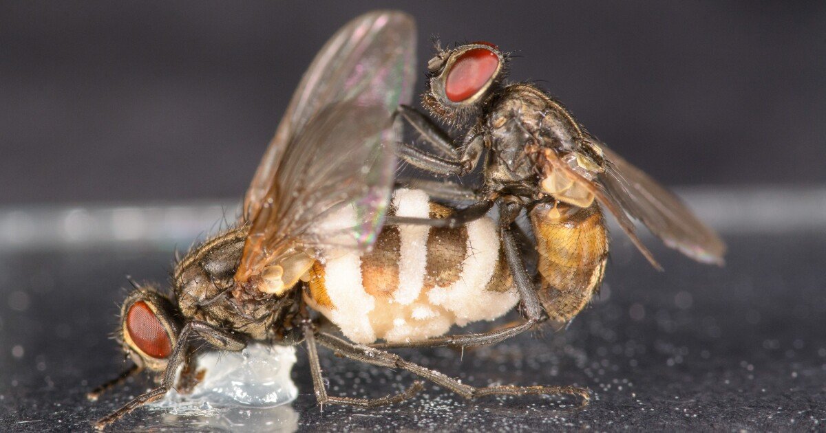 Fungus fools male houseflies into mating with corpses of dead females
