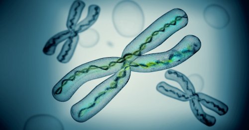 Human X chromosome completely sequenced for the first time