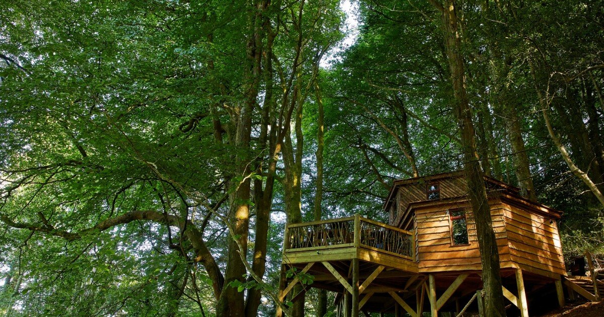 Handcrafted treehouse lures adventurers into the canopy on UK heritage coast