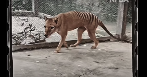 Famous video may not depict the last living thylacine after all