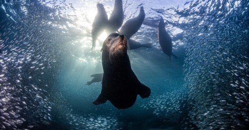 Incredible images from Nature TTL Photographer of the Year 2023 winners