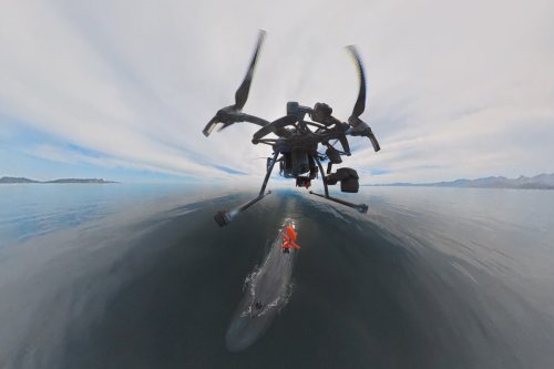 Whale-chasing drones are a marine science game-changer, study reveals