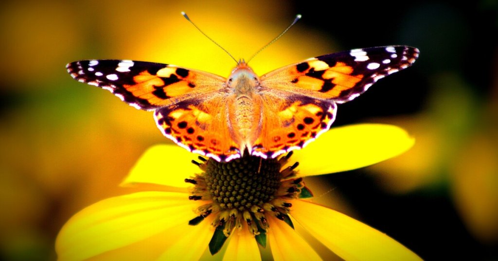 BEES & INSECT WORLD