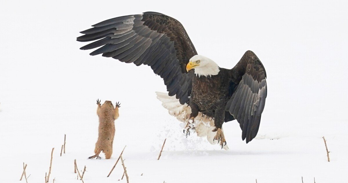 Don't be alarmed, it's just the Comedy Wildlife Photo finalists