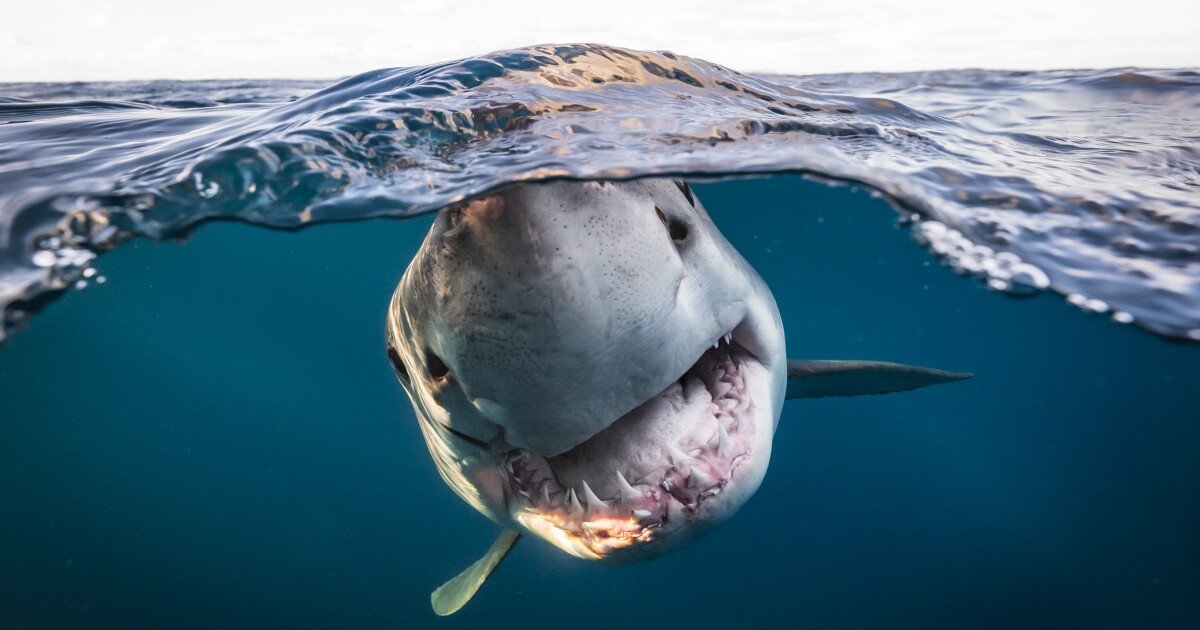 The winners of the 2022 Underwater Photographer of the Year awards