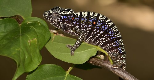 Chameleon species lost for a century rediscovered in Madagascar