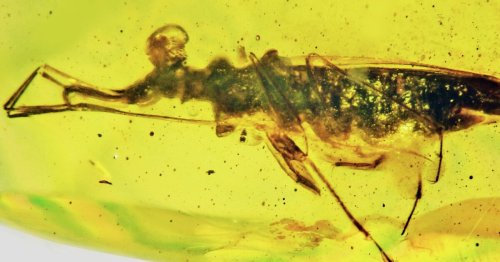 Fossil bug-eyed insect is weird enough to merit its own distinct family