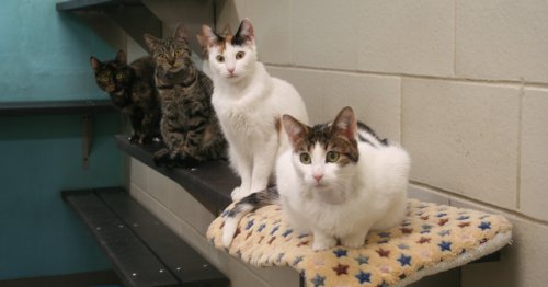 Contraceptive gene therapy injections in cats replaces surgical spaying