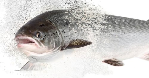 Drugged-up salmon are behaving strangely and taking more risks