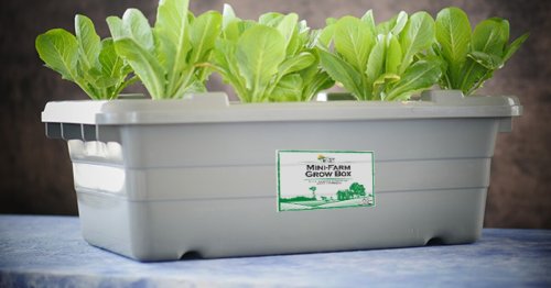Open source Mini-Farm Grow Box allows gardeners to grow greens in the home