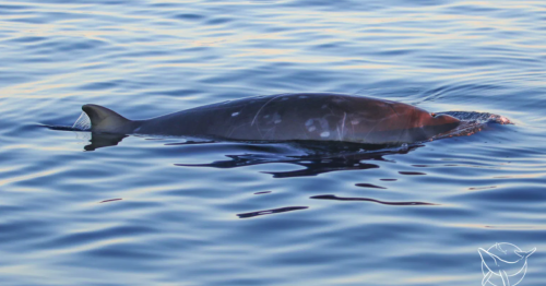 Unidentified beaked whales raise hopes of an entirely new species