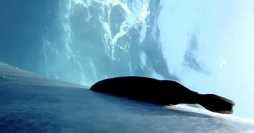 Suckerfish seen "surfing" blue whales in world-first underwater footage