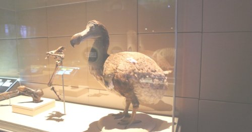Dodo next in line for de-extinction by scientists reviving the mammoth
