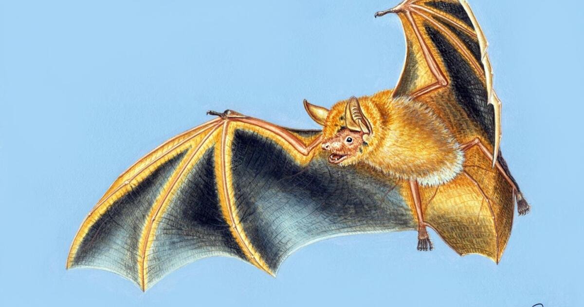 "Spectacular" new species of orange bat discovered in West Africa