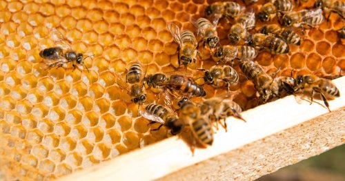 Queen bee's secret sauce uncovers a key ingredient that keeps stem cells young