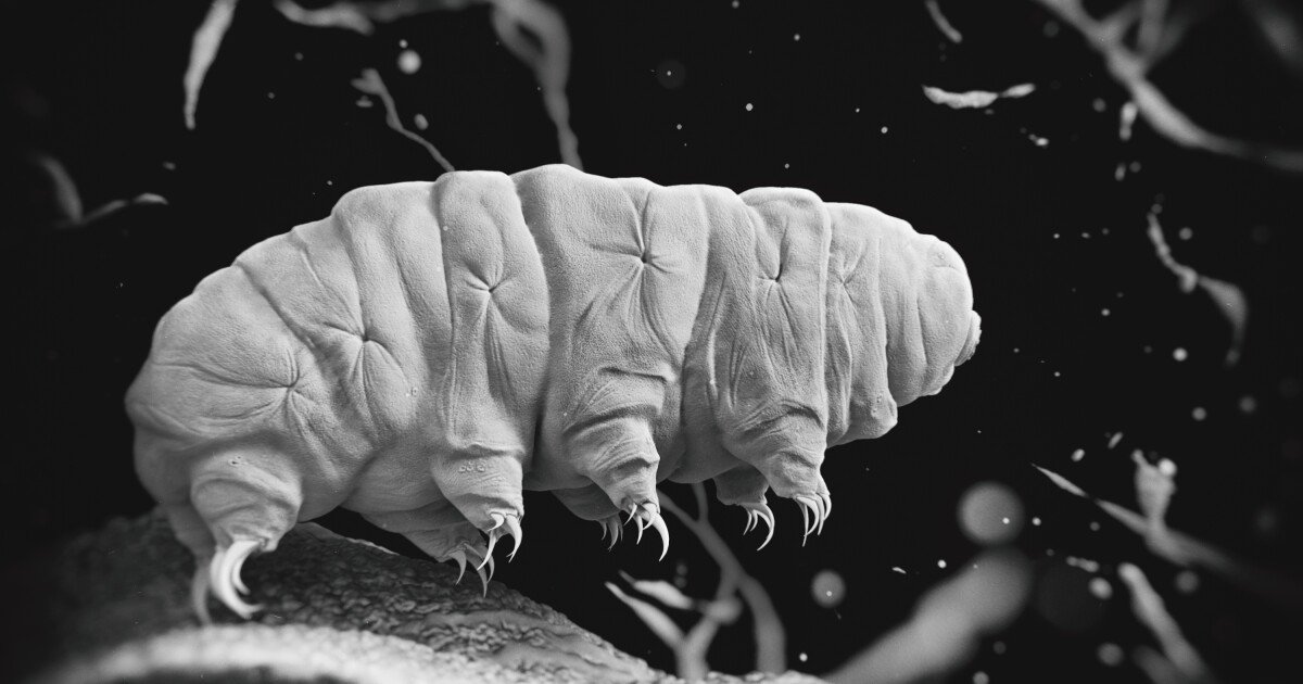 The DNA clouds that shield unkillable tardigrades from radiation