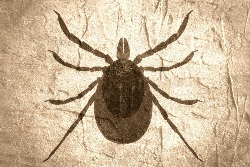 New Lyme disease vaccine targets decades of anti-vax misinformation