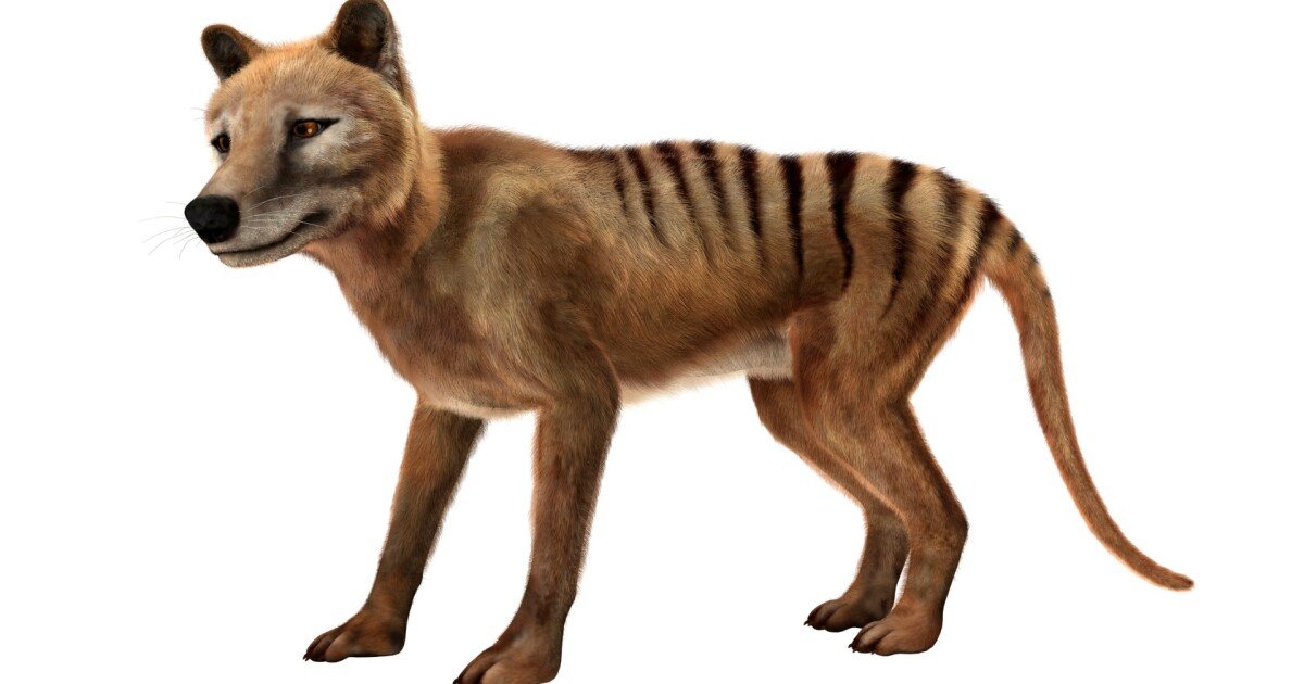 Back from the dead? Sightings lure scientists in search of Tasmanian tiger