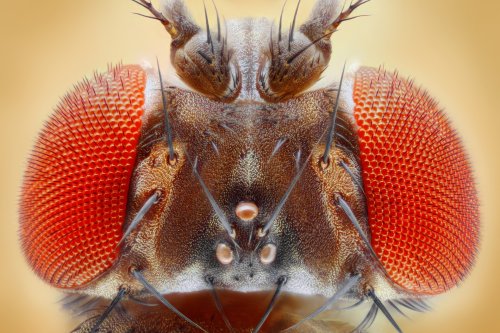 Insect brain map a landmark first step in unlocking human consciousness