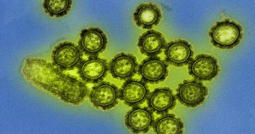 Antibiotics impair flu vaccine by disrupting gut bacteria