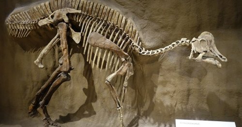 Dinosaur DNA and proteins found in fossils, paleontologists claim