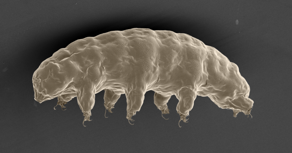 Discovery explains how unkillable tardigrades survive without water