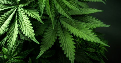 New discovery reveals how cannabis can alleviate intestinal inflammation
