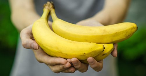 Genetically modified bananas out to stop Cavendish catastrophe