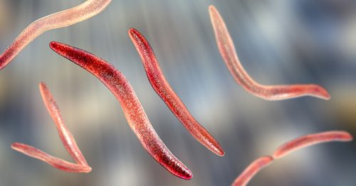 Link found between common mouth bacteria and heart disease
