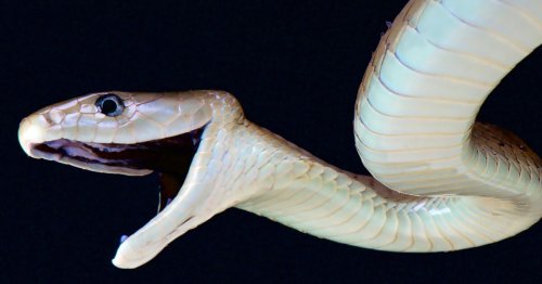 Broad-spectrum antivenom takes the bite out of many killer snakes