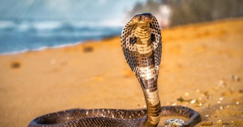 One man, 856 venom hits, and the path to a universal snakebite cure