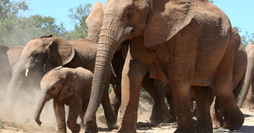 How elephants evolved to beat cancer, and how we could too