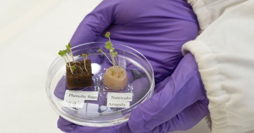 Discarded human hair could be used to hydroponically grow vegetables