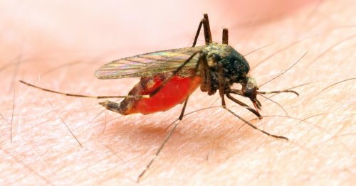 Mosquitoes could be tracked via synthetic DNA that was fed to them