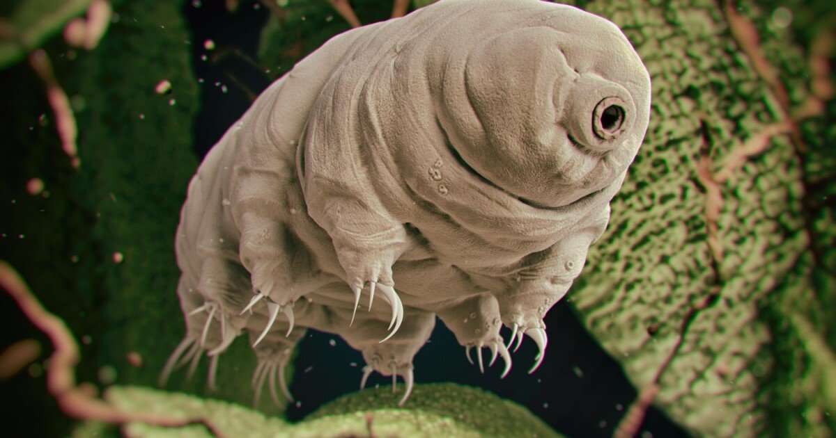 Utterly unkillable tardigrades will live to see our Sun die