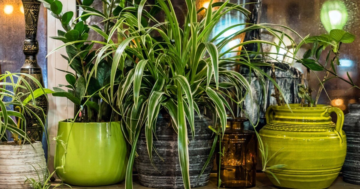 House Plants cover image