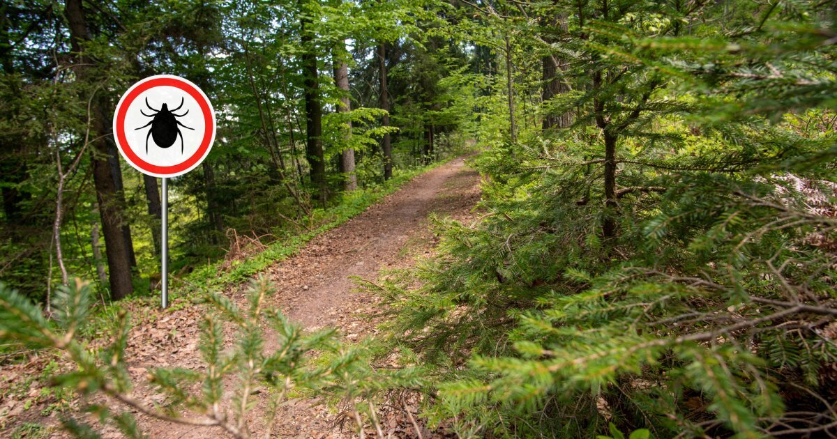 World's first vaccine for Lyme disease could be available in 2027