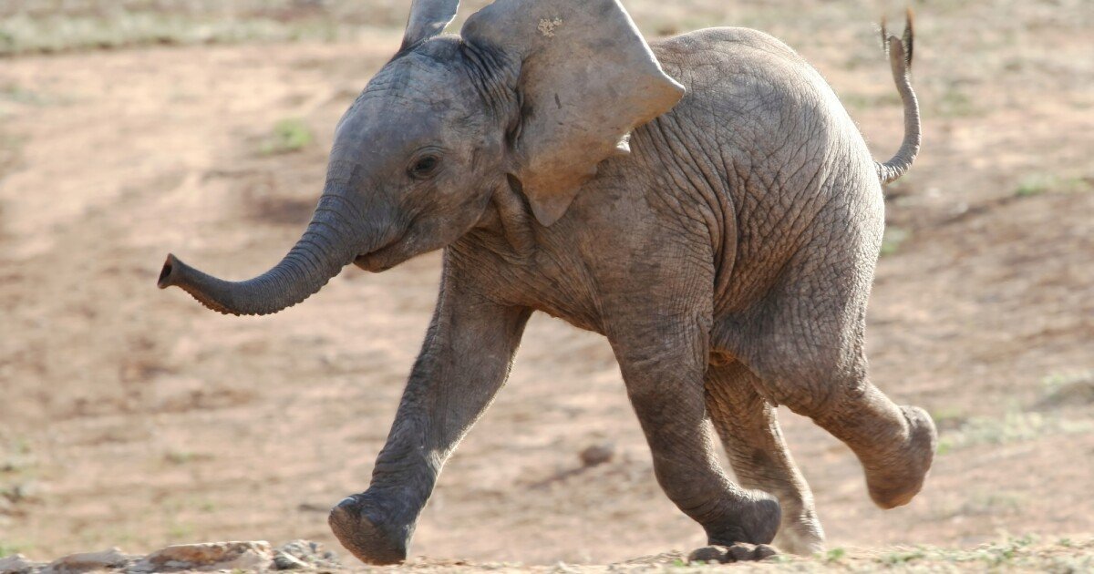 Genetic study rekindles the myth of the drunken elephants