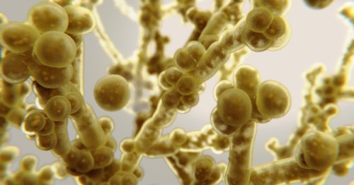 It’s not just gut bacteria, our fungal mycobiome can also affect health
