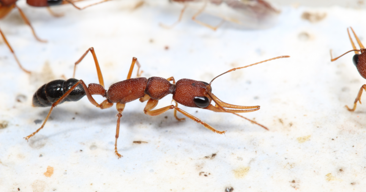 Anti-insulin protein helps queen ants live five times longer than workers