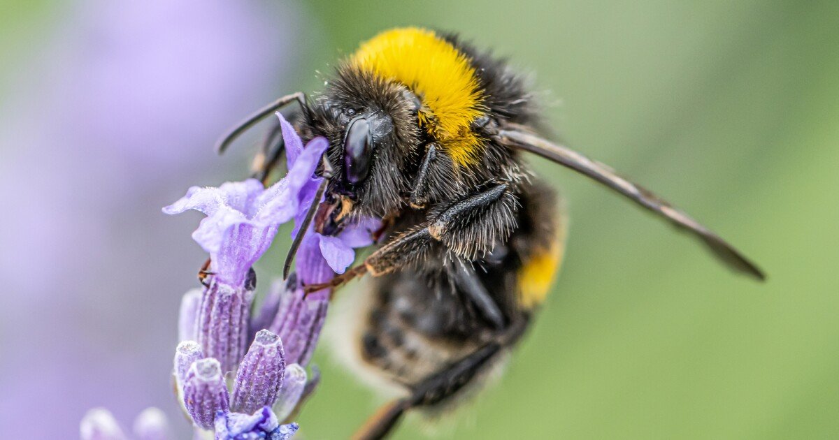 Study suggests fertilizers may hamper bees' ability to identify flowers