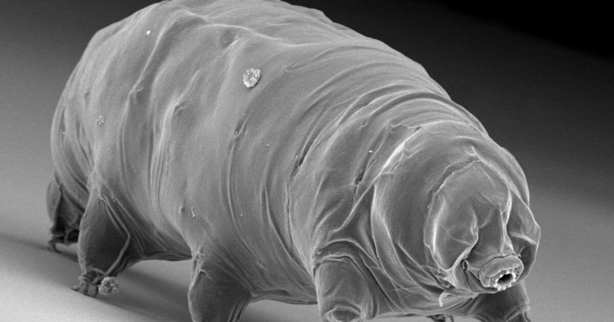"Sleeping Beauty" tardigrades found to stop aging when frozen