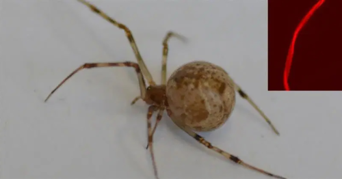 World’s first gene-edited spider produces red fluorescent silk