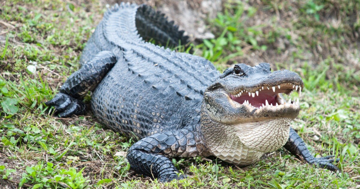 Alligators found to regenerate lost tails in surprising study