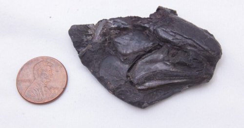 World's oldest vertebrate brain found in 319-million-year-old fossil