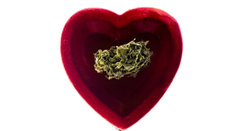Stanford study links marijuana use to increased heart attack risk