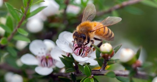 Manuka honey reduces breast cancer cell growth by 84% in prelim studies